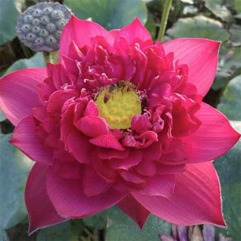 哈爾濱木蘭大型荷花苗-好產(chǎn)品用質(zhì)量說話