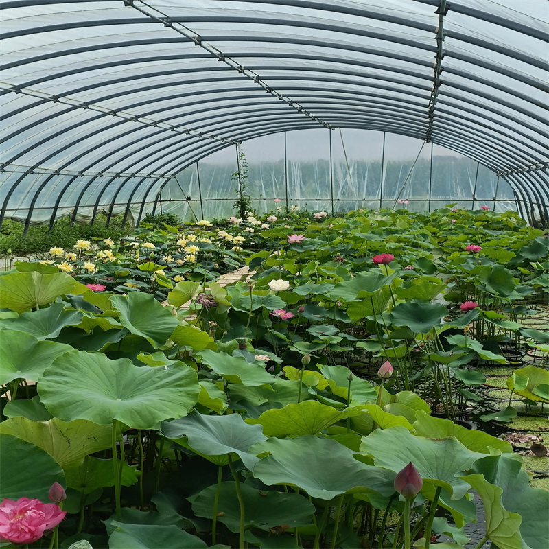 黃岡紅安經(jīng)驗豐富的精品荷花苗經(jīng)銷商