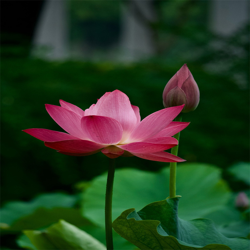 荊州石首精品荷花-質(zhì)量不用愁