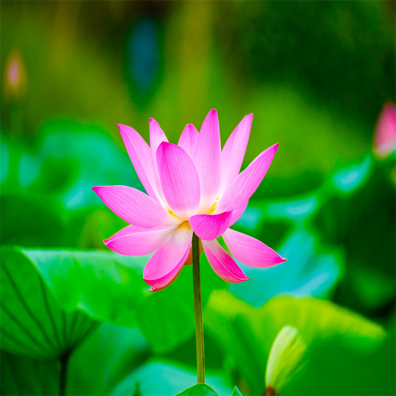 營口深水荷花苗廠家-只為制造精品