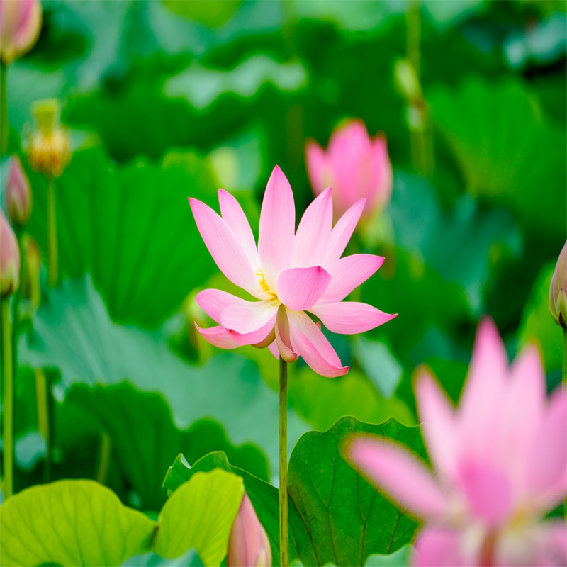 臨汾鄉(xiāng)寧大型荷花苗_服務(wù)優(yōu)質(zhì)