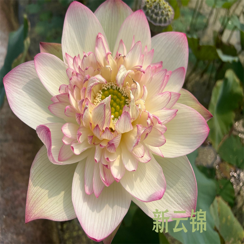 北京懷柔觀賞荷花苗廠家訂制