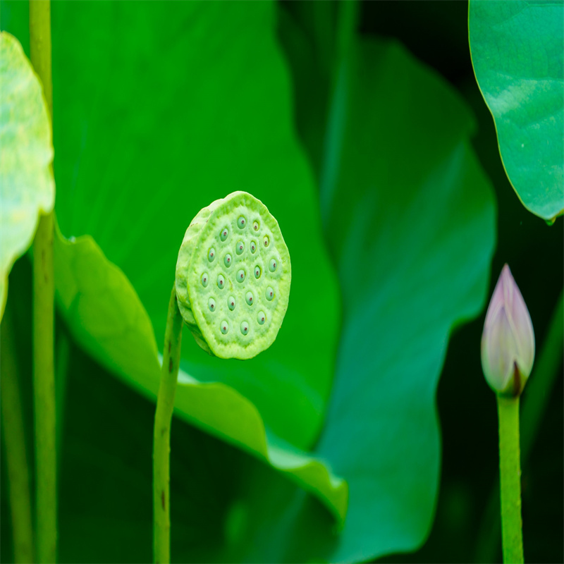 滄州黃驊蓮藕苗、蓮藕苗廠家-庫(kù)存充足