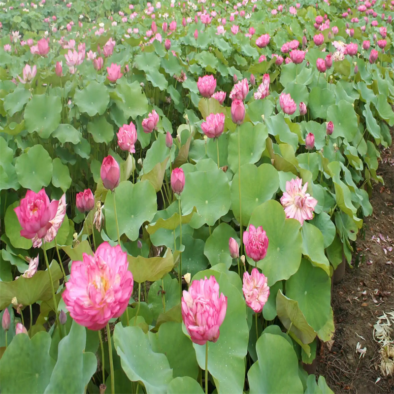 玉林盆栽荷花苗、盆栽荷花苗生產(chǎn)廠家-值得信賴