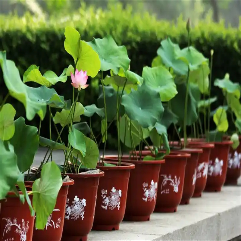 延安黃陵口碑好的觀賞荷花生產(chǎn)廠家