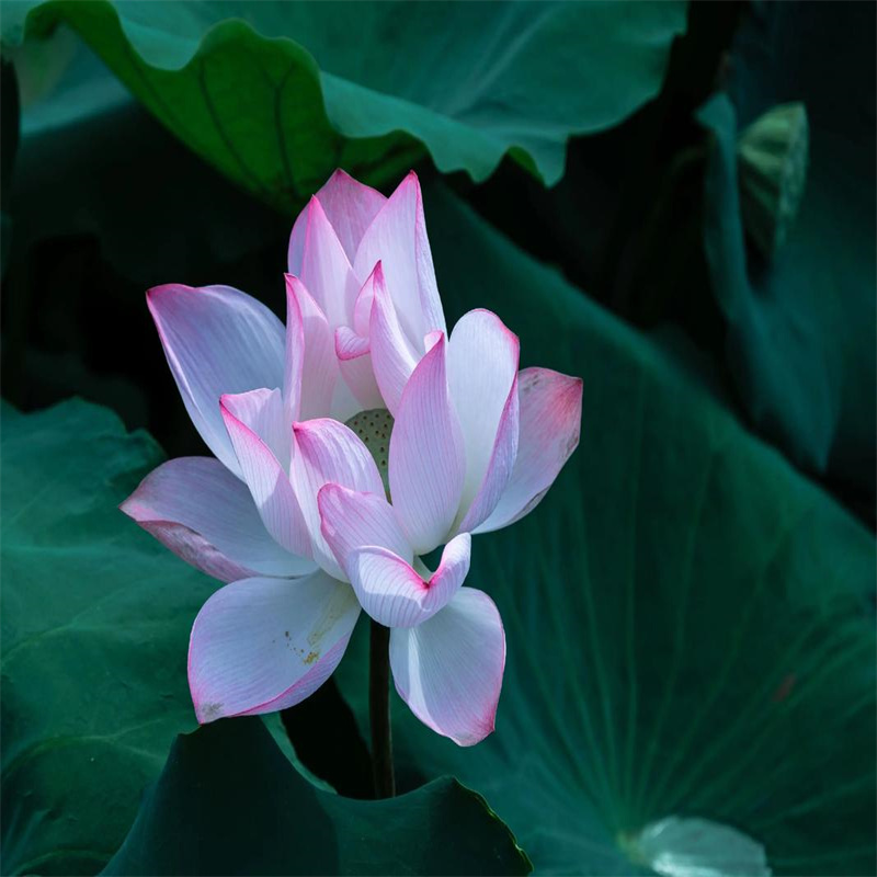 襄陽南漳觀賞荷花價(jià)格-可按需定做