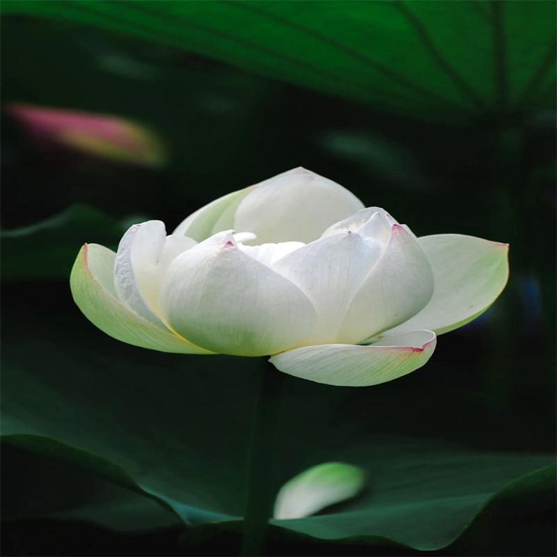 蘭州榆中精品荷花苗-精品荷花苗一手貨源