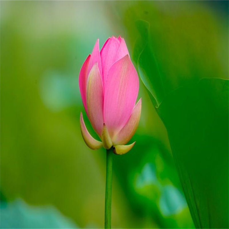 重慶萬(wàn)州精品荷花-誠(chéng)信為本