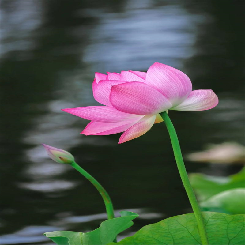 拉薩墨竹工卡耐寒荷花苗全國發(fā)貨