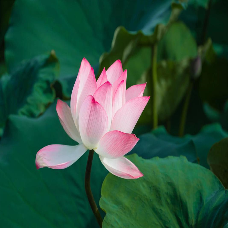 汕尾海豐荷花-荷花售后保障