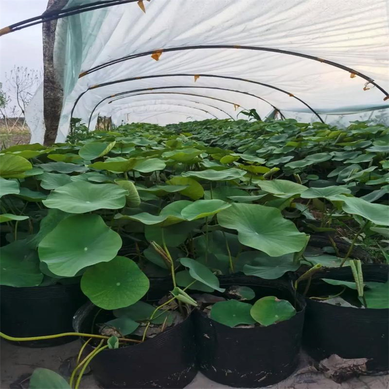 岳陽臨湘發(fā)貨速度快的耐寒荷花苗生產(chǎn)廠家