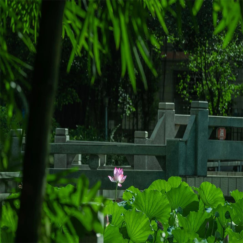 撫順順城蓮藕苗材質(zhì)好