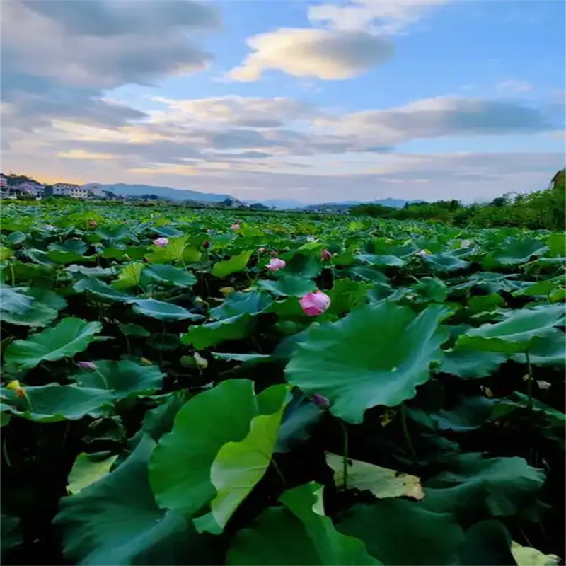 廣西盆栽荷花好品質(zhì)看的見(jiàn)