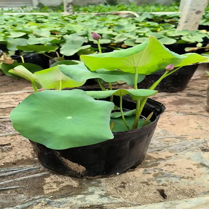 臨汾堯都專業(yè)銷售荷花苗基地-品牌