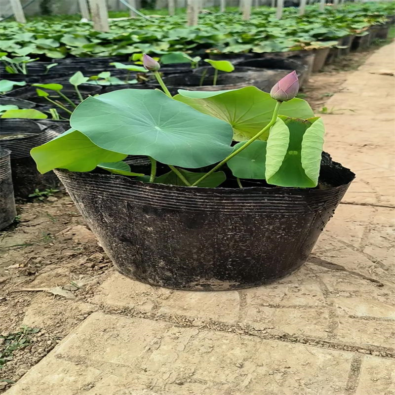 重慶綦江精品荷花-精品荷花廠家直銷