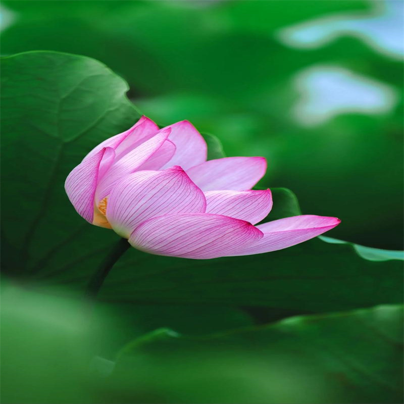 耐寒荷花苗來電咨詢