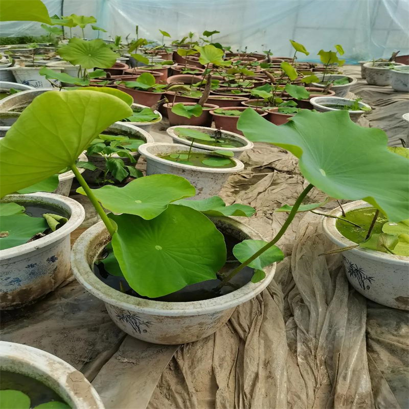 上海徐匯觀賞荷花廠(chǎng)家-點(diǎn)擊領(lǐng)取樣品