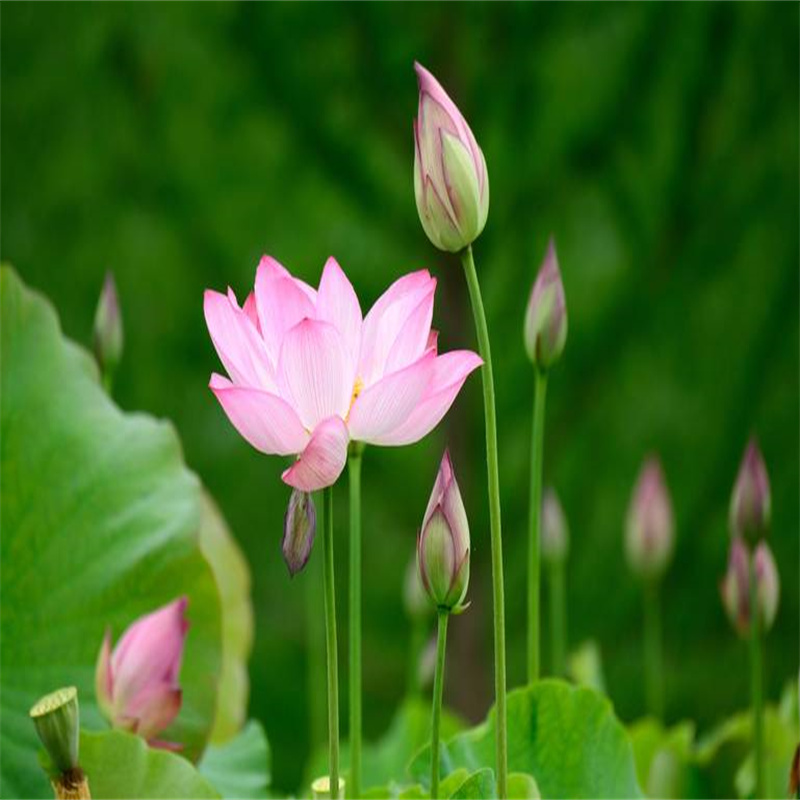 荷花苗誠信廠家-品質(zhì)保障