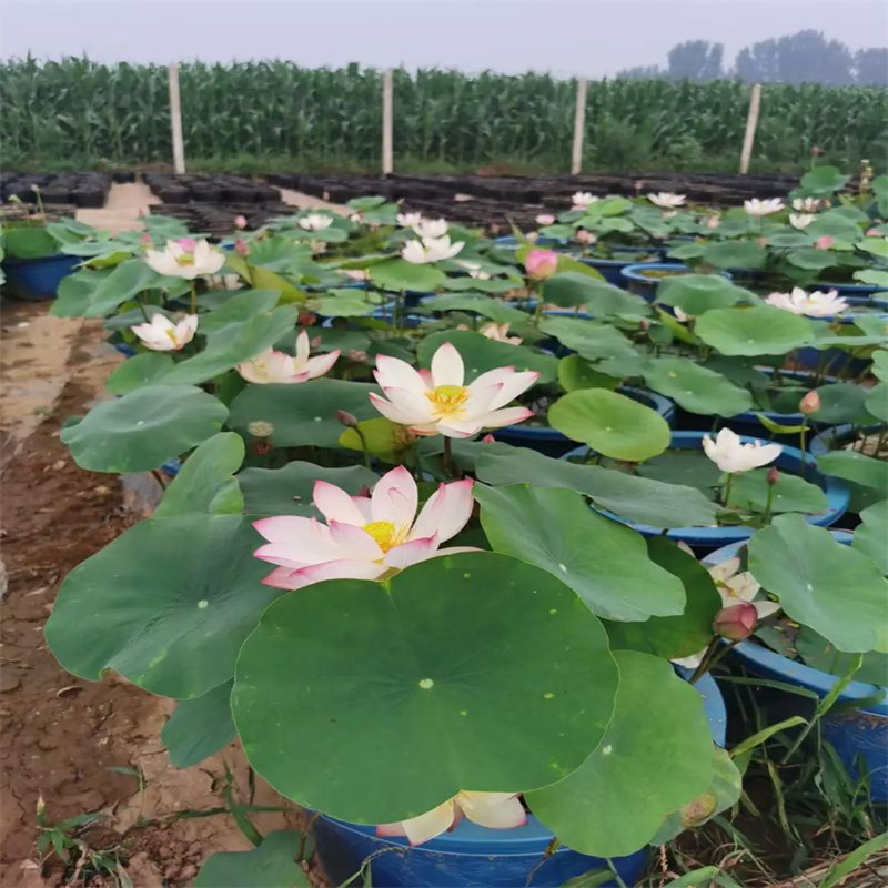 耐寒荷花苗現(xiàn)貨庫(kù)存大