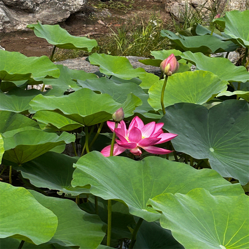 大型荷花荊州石首品牌廠家價(jià)格優(yōu)惠