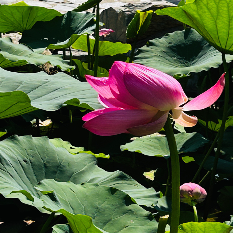 耐寒荷花苗質(zhì)量好