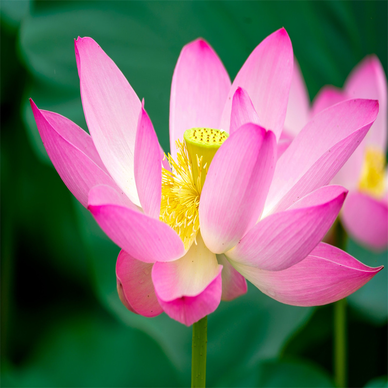 延安延長(zhǎng)荷花苗重口碑廠家