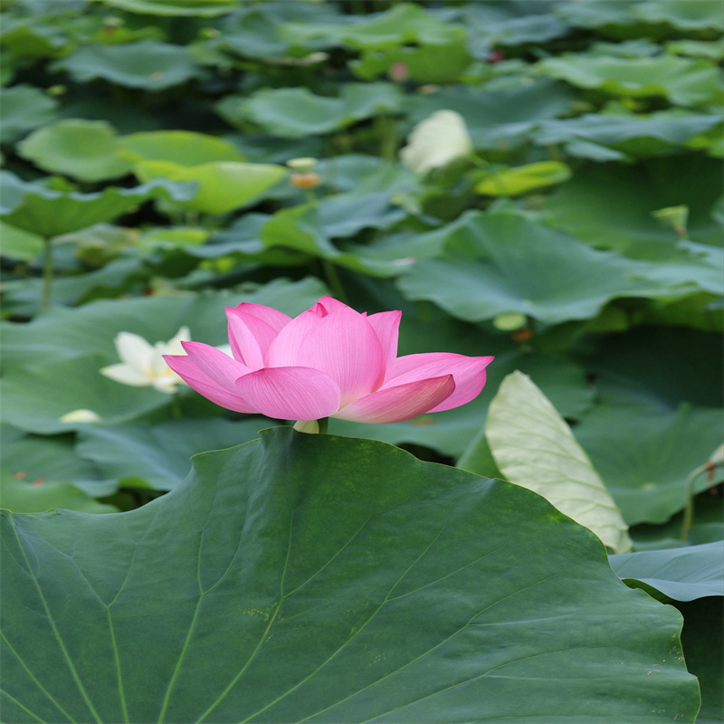 了解蚌埠固鎮(zhèn)精品荷花苗-按需求定制
