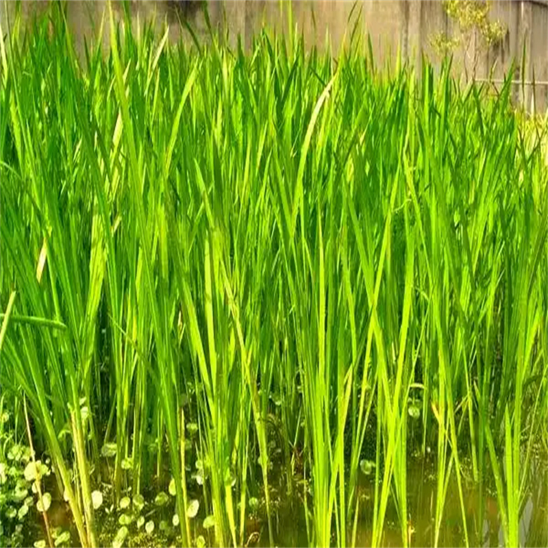 小茨藻優(yōu)點