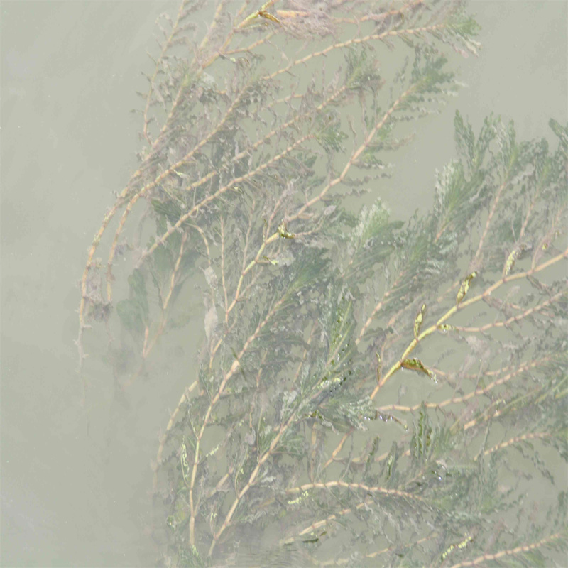 大慶林甸專業(yè)銷售苦草-好評