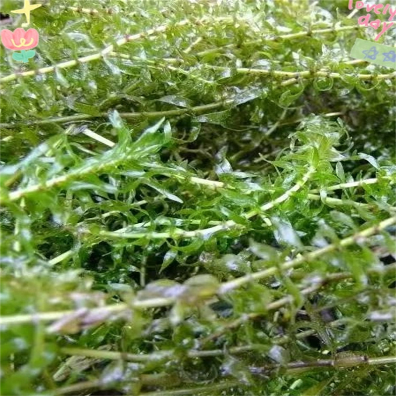 誠信的菹草廠家