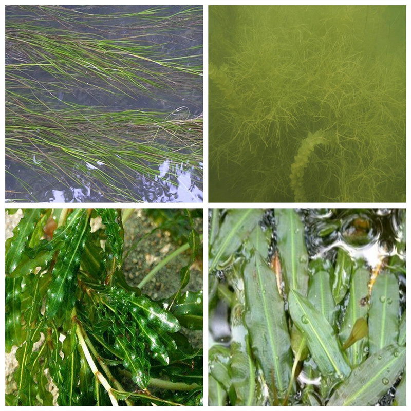 找金魚藻生產廠家