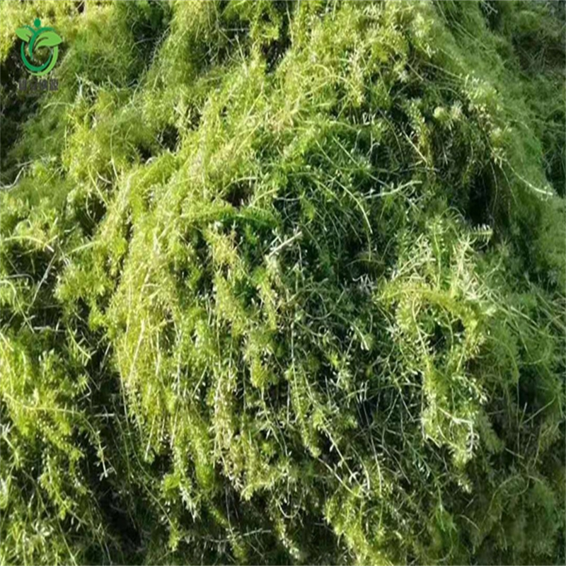 購買贛州安遠黑藻滿意后付款