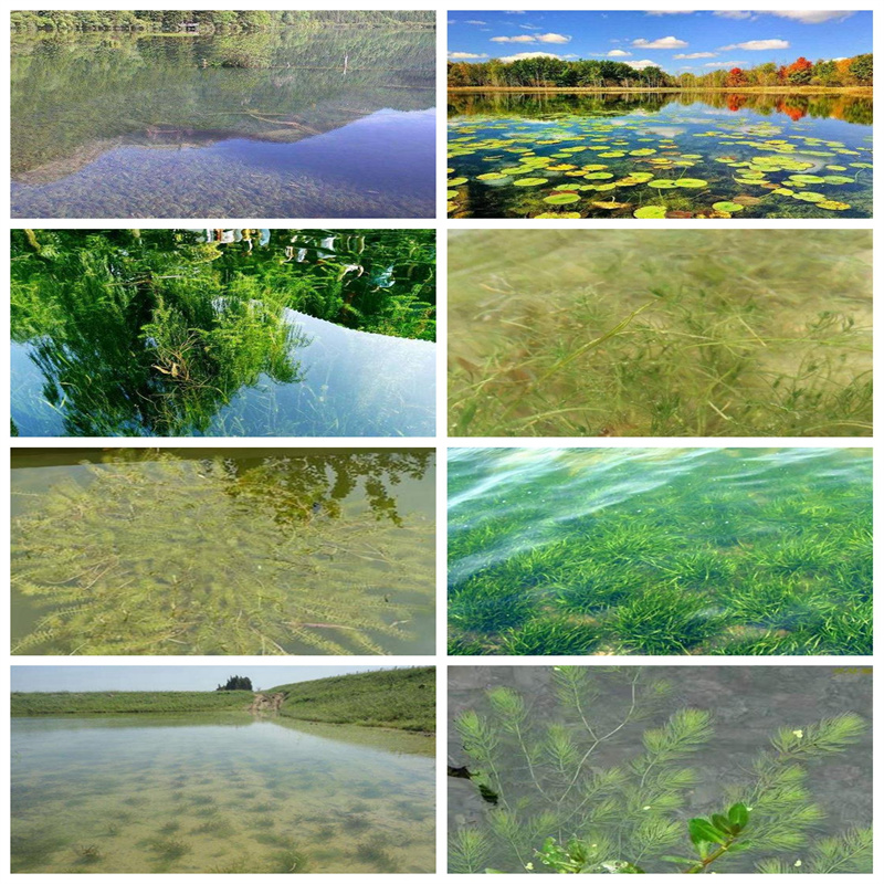 煙臺海陽小茨藻物美價廉