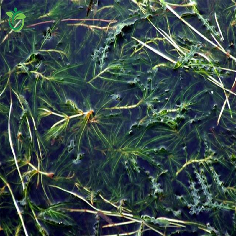 雅安黑藻市場現(xiàn)貨價格