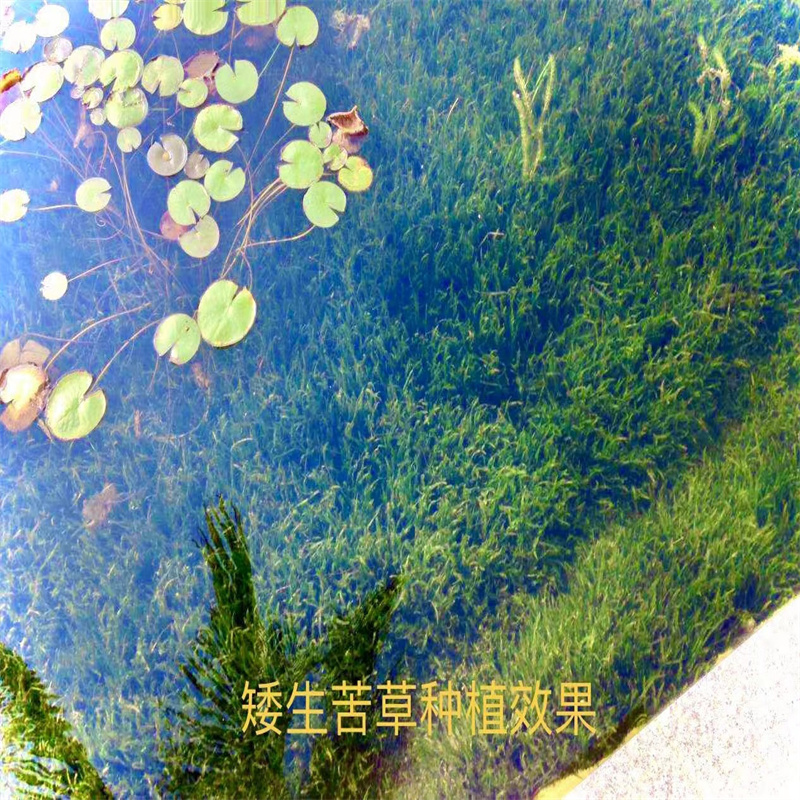 臨汾隰縣菹草長期供應(yīng)