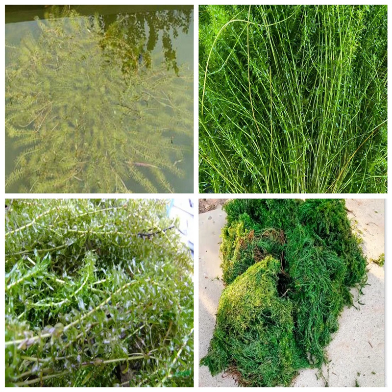 微齒眼子菜廠家-價(jià)格合理