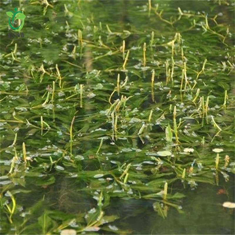 惠州博羅專業(yè)銷售沉水植物-全國配送