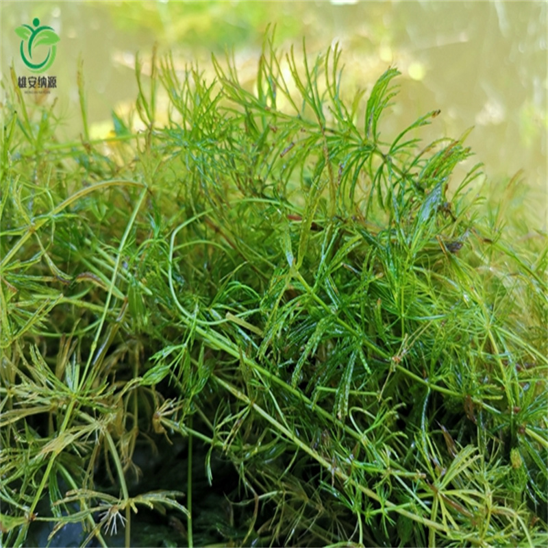 太原迎澤質(zhì)量可靠的大茨藻經(jīng)銷商