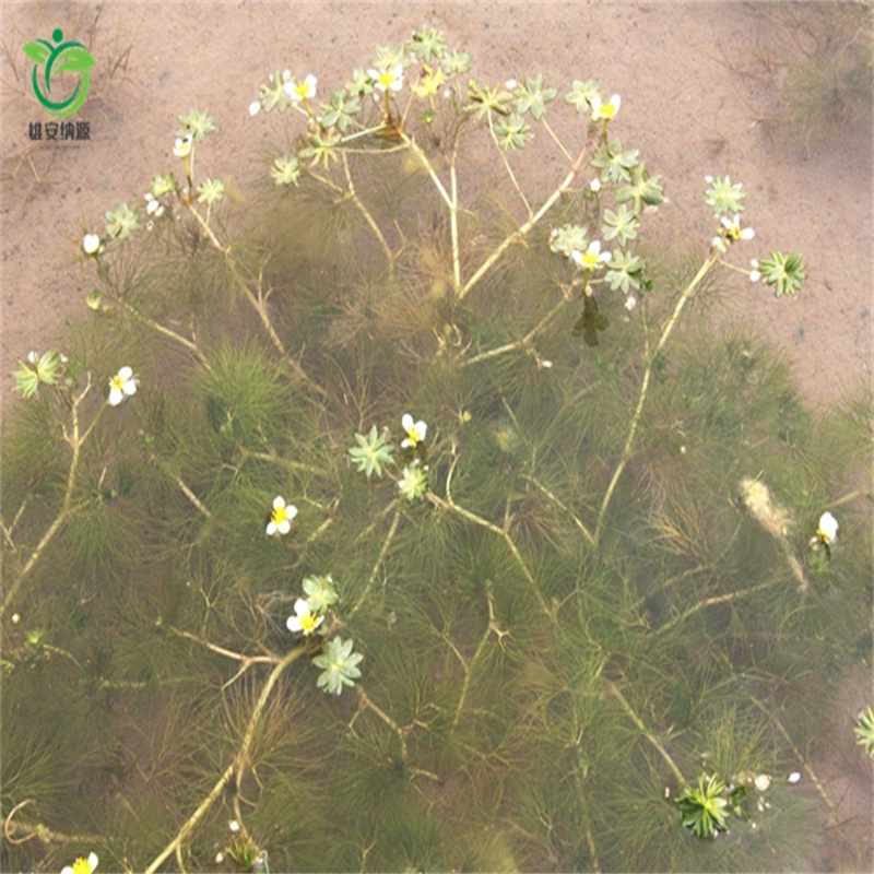 北京密云可靠的黑藻生產廠家