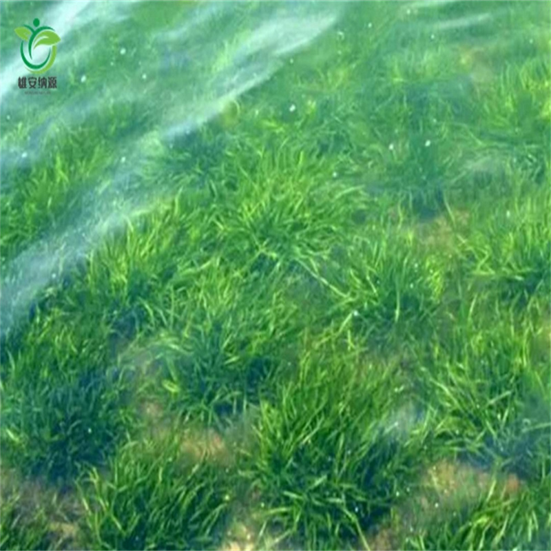 那曲安多供應(yīng)批發(fā)水生植物-大型廠家