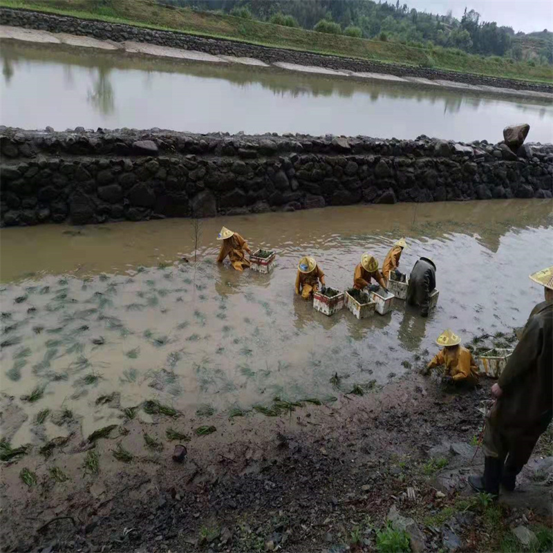 隴南禮縣定制馬來眼子菜的公司