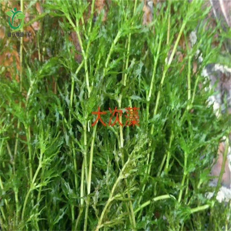 黔東南天柱龍須眼子菜常規(guī)貨源充足