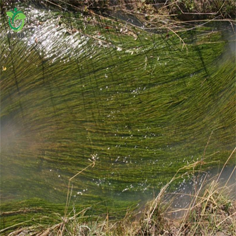 贛州瑞金水毛茛廠家，放心之選