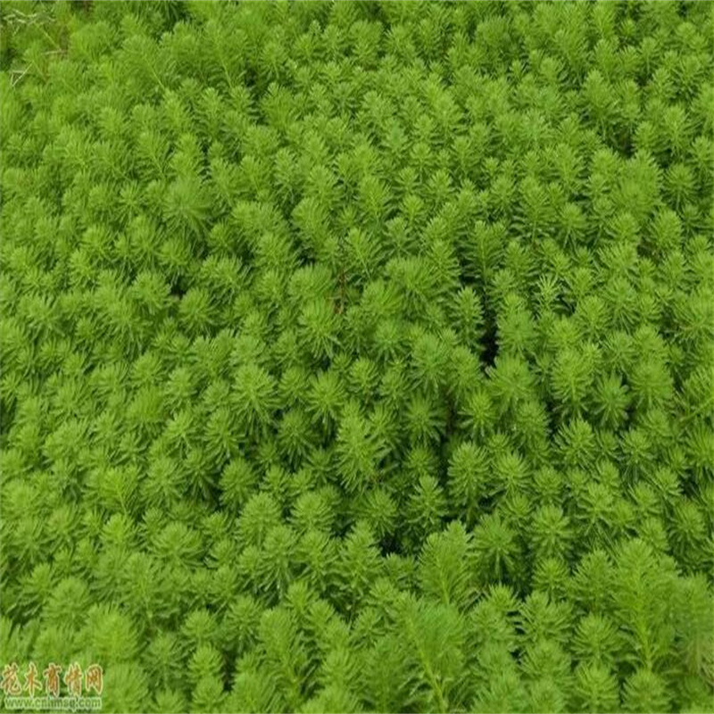 郴州金魚藻廠家直接發(fā)貨