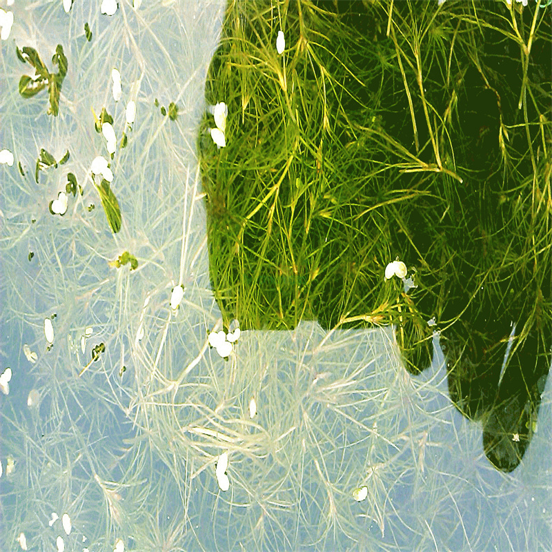 梅州五華大茨藻在線報(bào)價(jià)