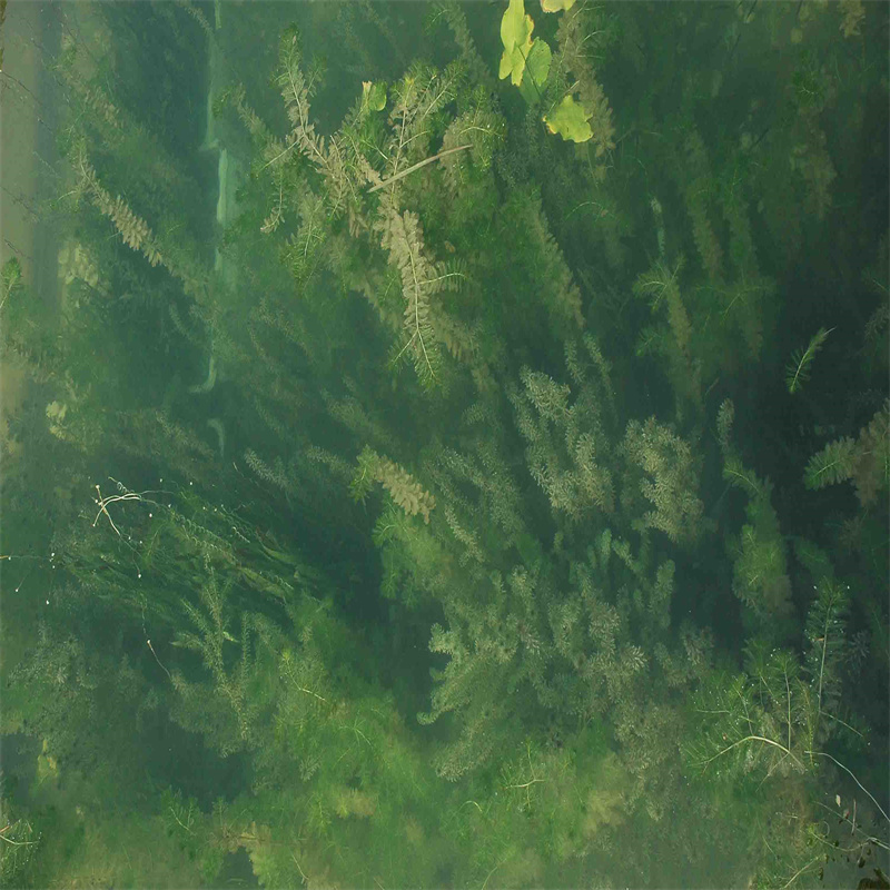 大慶肇州沉水植物工藝先進(jìn)