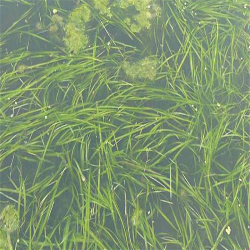 上海虹口竹葉眼子菜物美價(jià)廉廠家