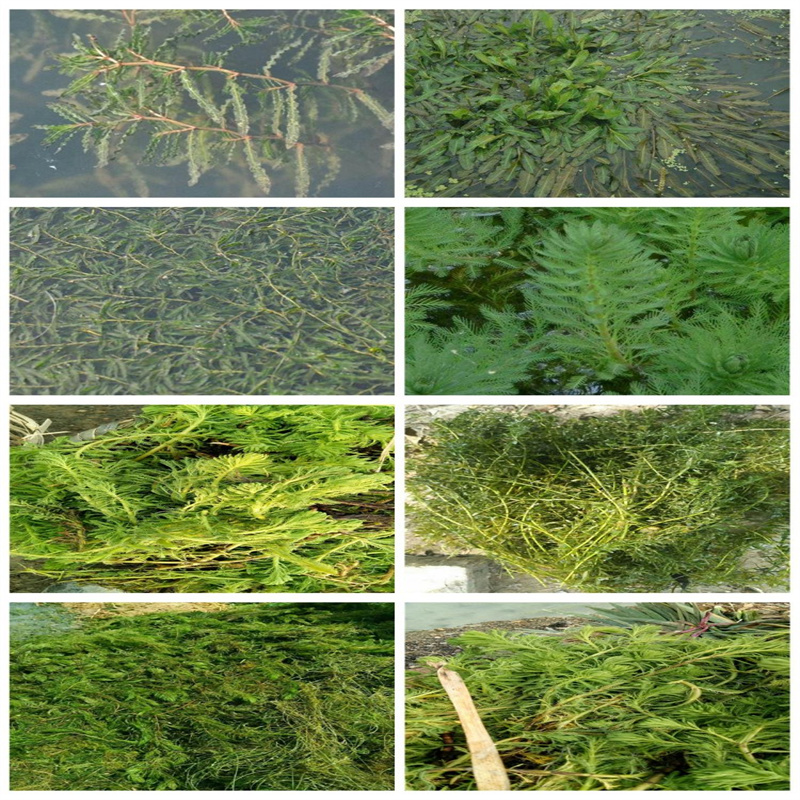 合肥長(zhǎng)豐微齒眼子菜現(xiàn)貨供應(yīng)廠家