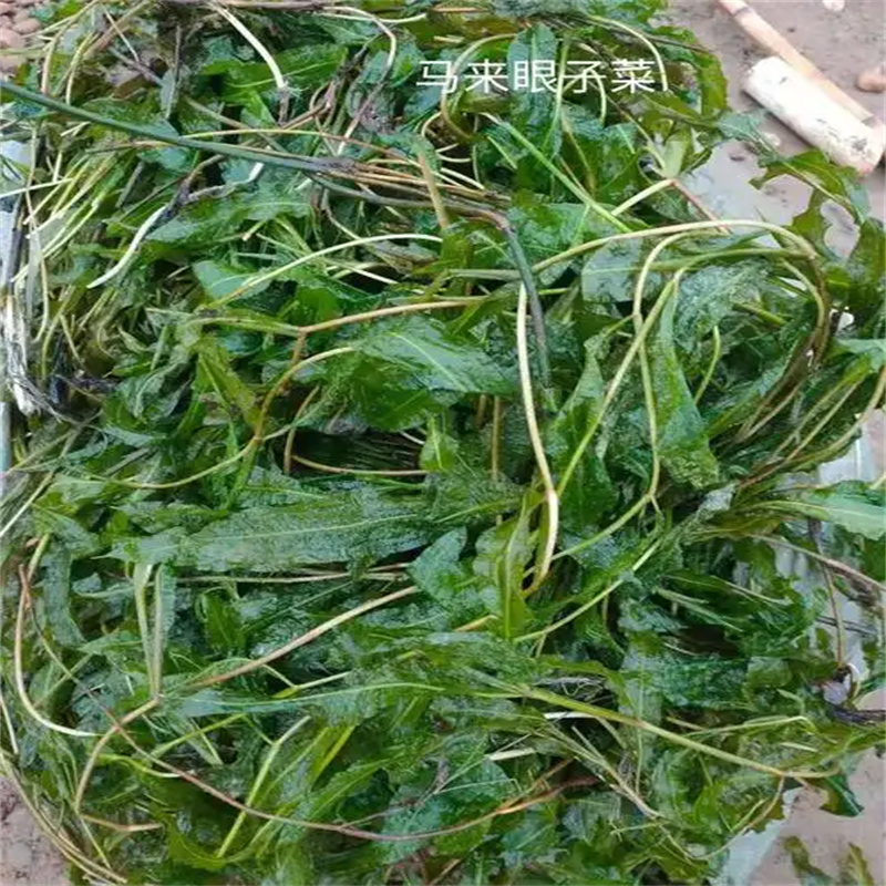 廈門思明菹草_精益求精
