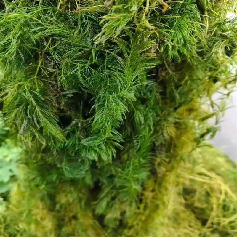 慶陽寧縣批發(fā)伊樂藻_優(yōu)質廠家